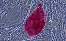 Moleküler ve Translasyonel Biyotıp